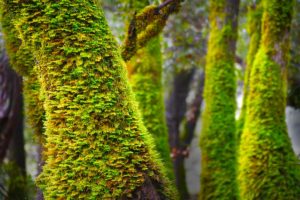 Green moss on trees